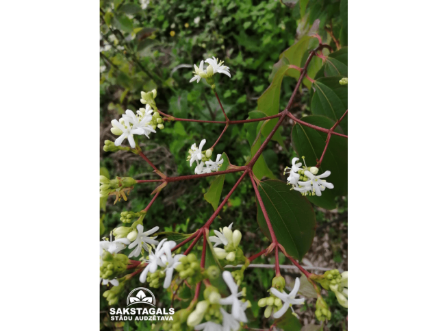 Heptacodium miconioides